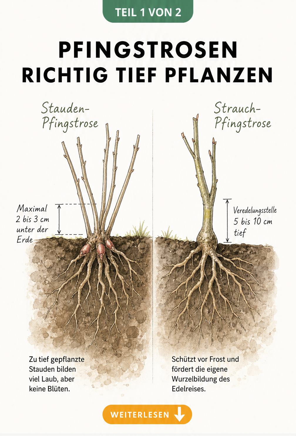 Botanische Schnittzeichnung der Pflanztiefe für Stauden- und Strauch-Pfingstrosen