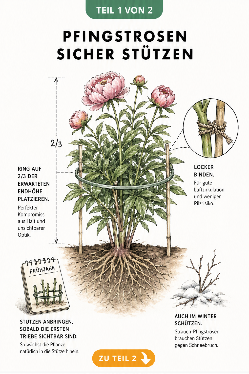 Botanische Illustration einer Pfingstrose mit Ringstütze, die zwei Drittel der Wuchshöhe erreicht, und locker angebundenem Stängel