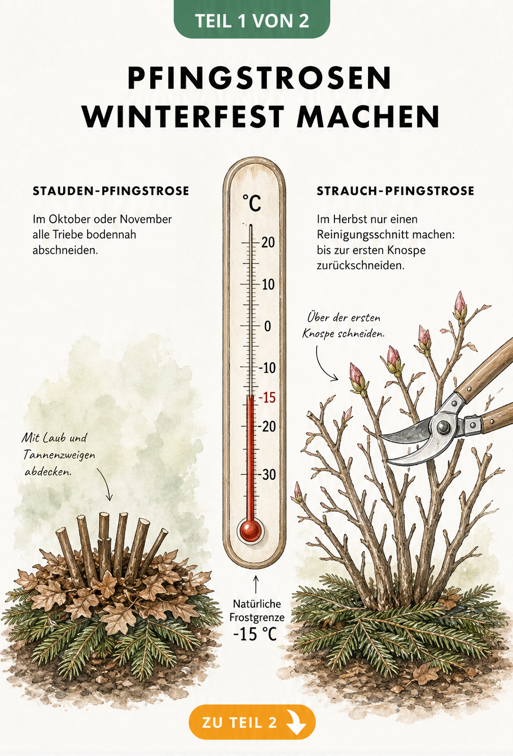 Illustration von Stauden- und Strauch-Pfingstrosen beim Rückschnitt vor dem Winter mit Thermometer bei -15 Grad