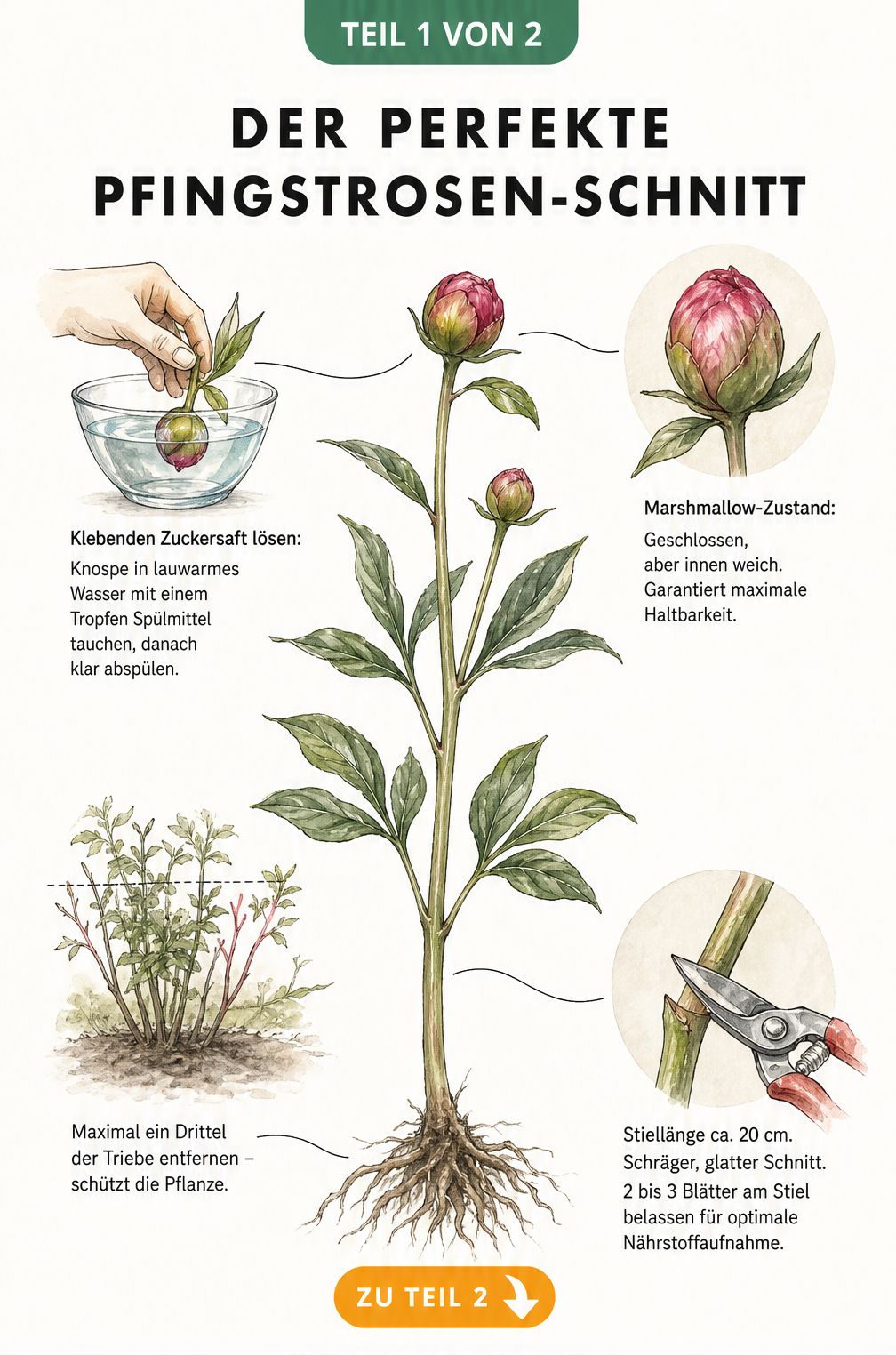 Botanische Illustration eines Pfingstrosen-Stiels mit Tipps zum perfekten Schnitt, Marshmallow-Zustand und Entzuckern der Knospe.