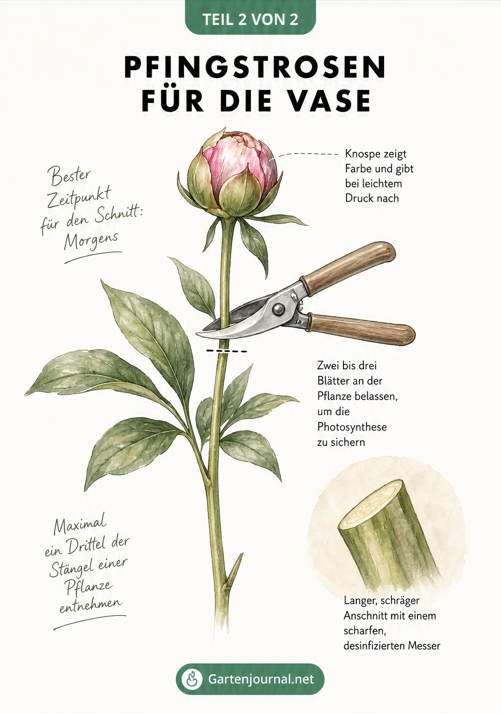 Illustration eines Pfingstrosenstiels mit Schnittkante und Blättern für die Vase