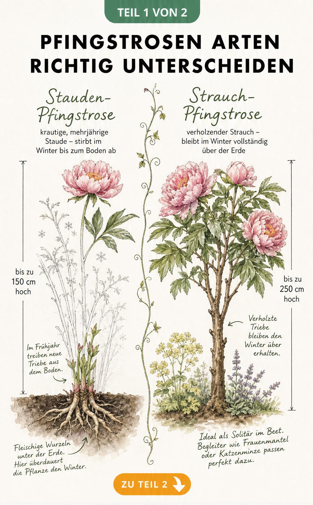 Botanische Illustration der Wuchsunterschiede zwischen Stauden- und Strauch-Pfingstrosen