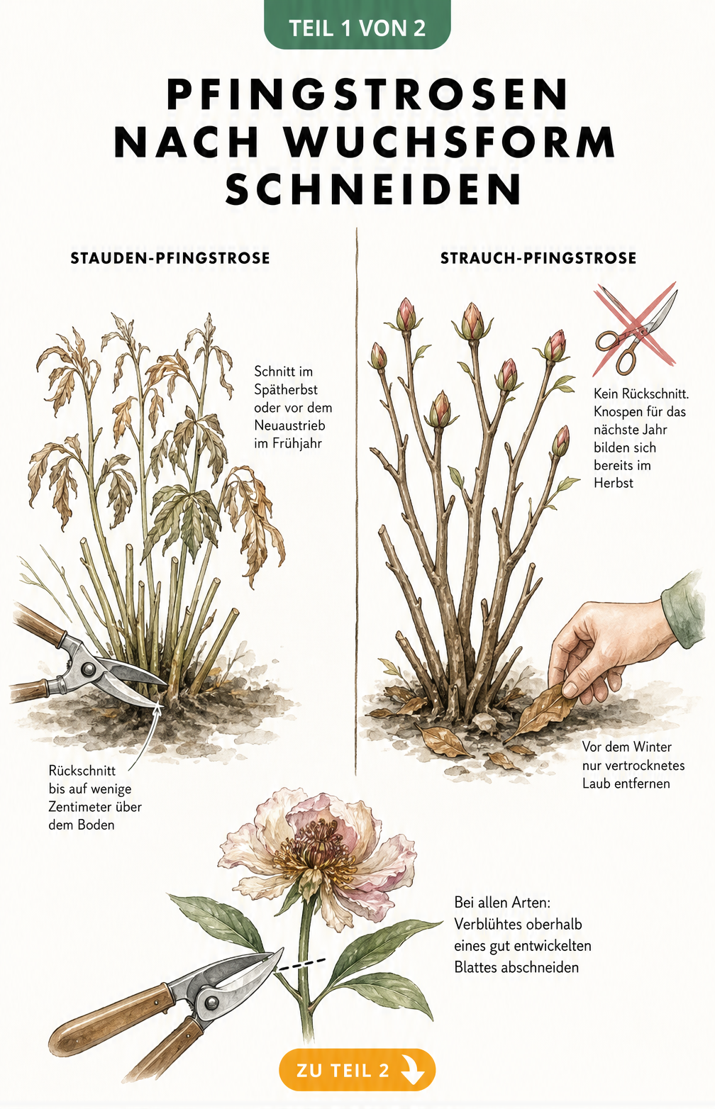 Illustration zum Rückschnitt von Stauden- und Strauch-Pfingstrosen mit Gartenschere