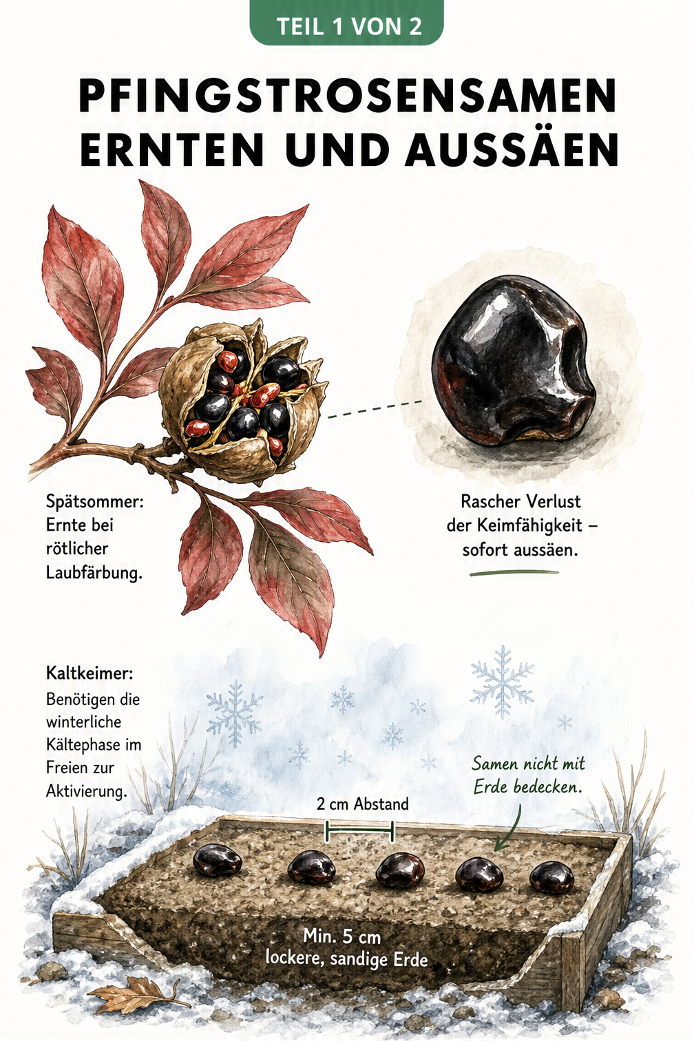 Botanische Illustration eines Pfingstrosenzweigs mit reifen Samen und einer Schnittzeichnung zur Freilandaussaat im Winter.