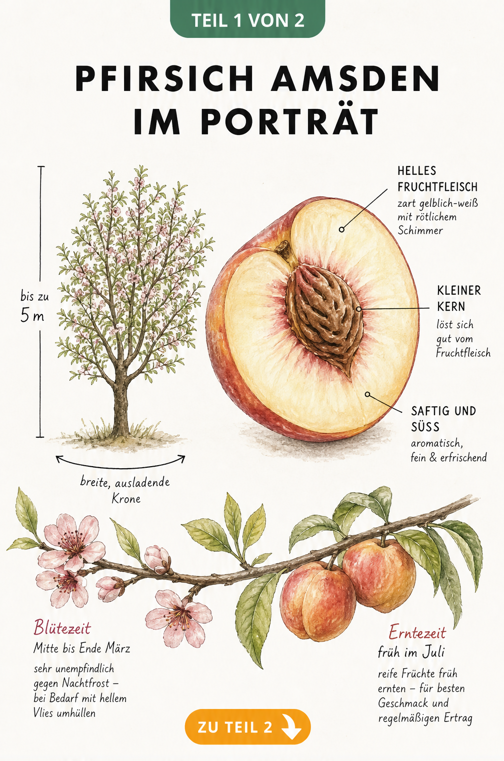 Botanische Illustration des Pfirsichs Amsden mit aufgeschnittener Frucht, Baum-Silhouette und Blütezeit