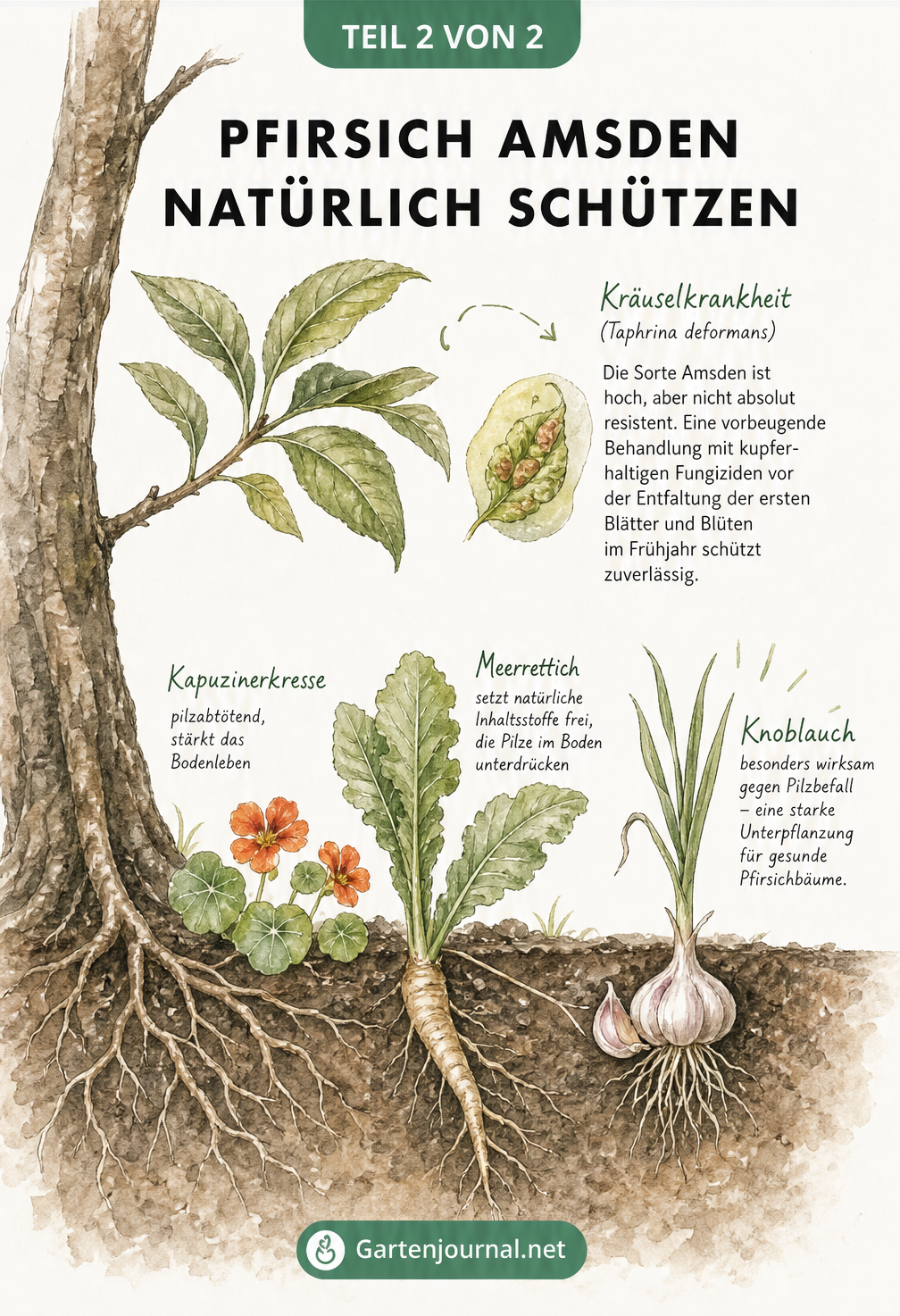 Illustration eines Pfirsichbaums mit Begleitpflanzen wie Knoblauch und Kapuzinerkresse gegen Kräuselkrankheit
