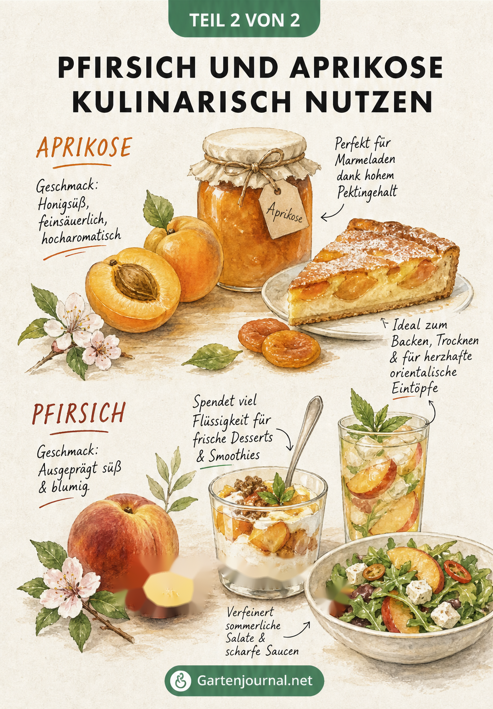 Illustration verschiedener kulinarischer Verwendungsmöglichkeiten für Pfirsiche und Aprikosen wie Marmelade, Kuchen und Desserts