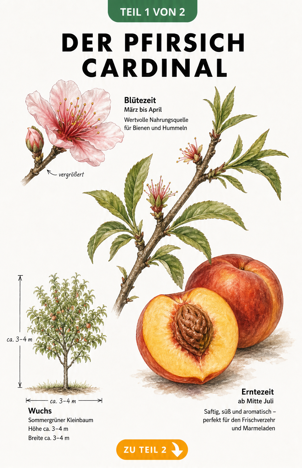 Botanische Illustration des Pfirsichs Cardinal mit Blüte, Blatt, Frucht und Wuchsform