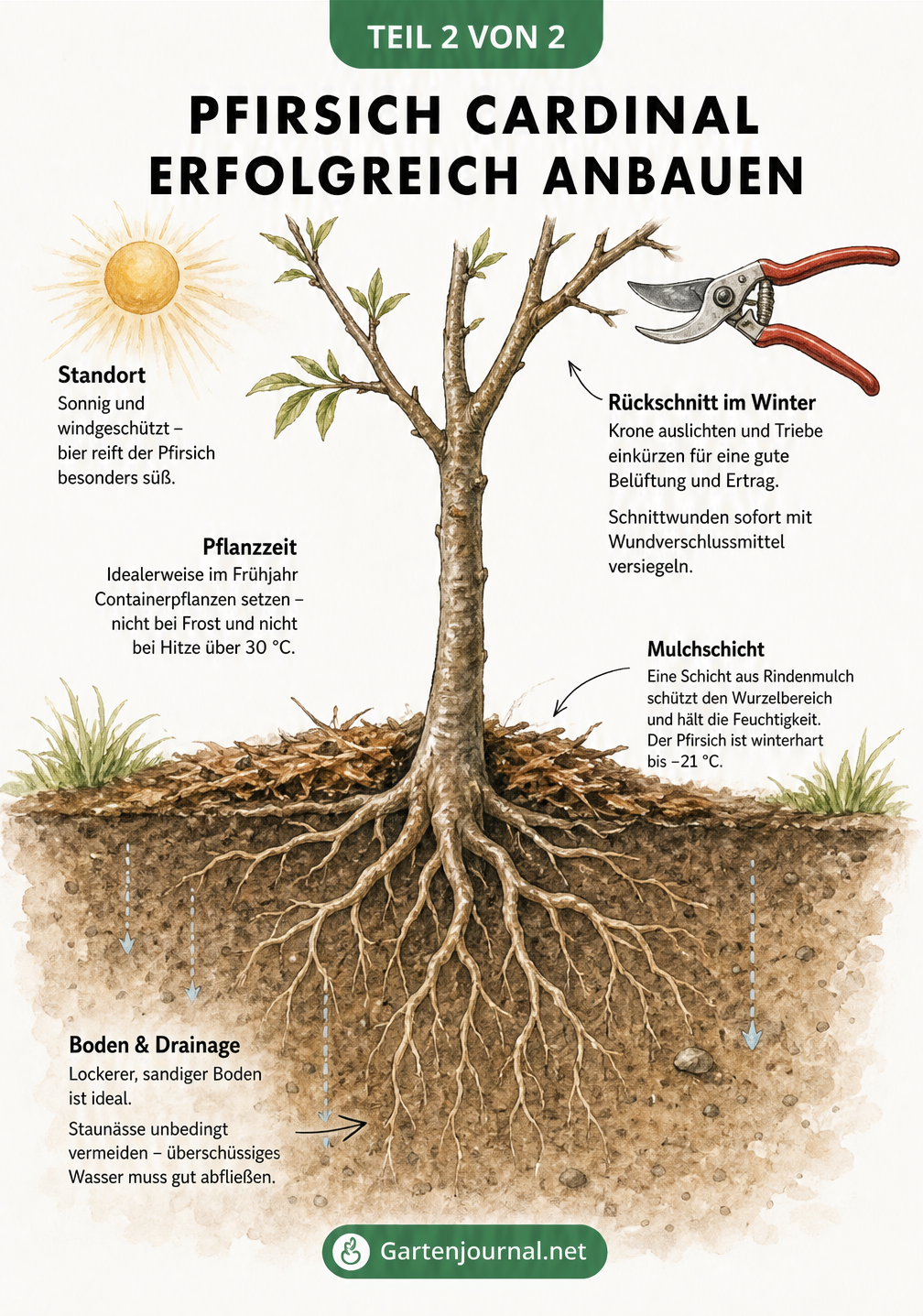 Querschnitt eines Gartenbeets mit Pfirsichbaum, Wurzelwerk, Mulchschicht und Gartenschere