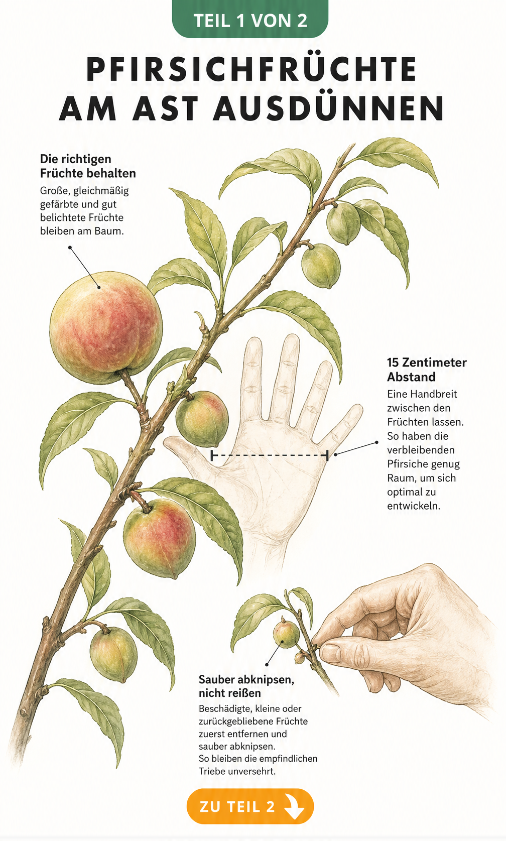 Botanische Illustration eines Pfirsichastes, die zeigt, wie man junge Pfirsiche ausdünnt und den idealen Abstand von 15 Zentimetern einhält.