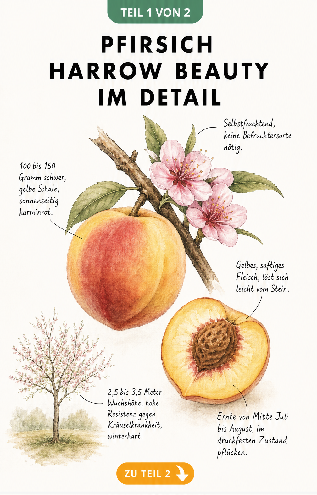 Botanische Illustration des Pfirsichs Harrow Beauty mit Frucht, Blüte und Baumskizze