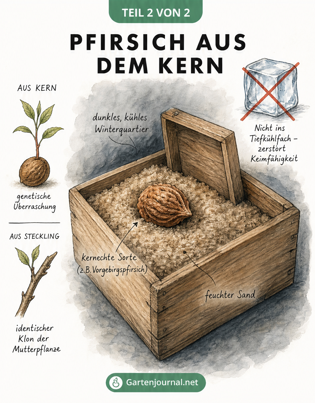 Illustration eines Pfirsichkerns in einer Holzkiste mit feuchtem Sand zur Stratifizierung