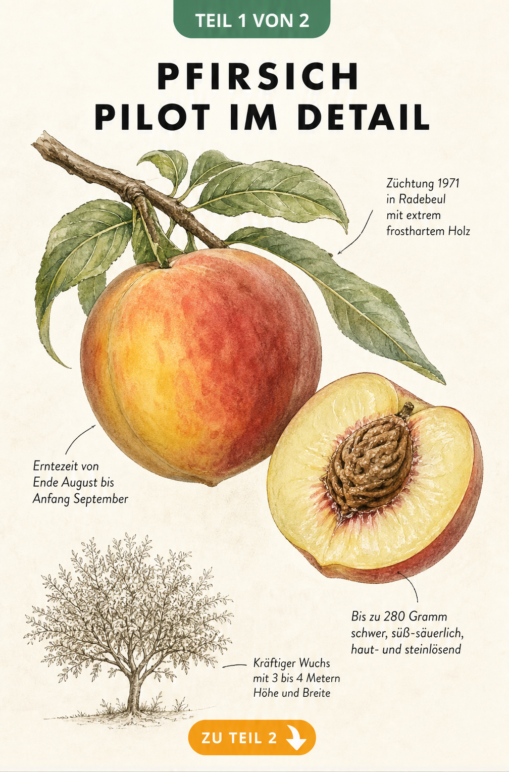 Botanische Illustration des Pfirsichs Pilot mit Frucht, Kern, Blättern und Baumsilhouette