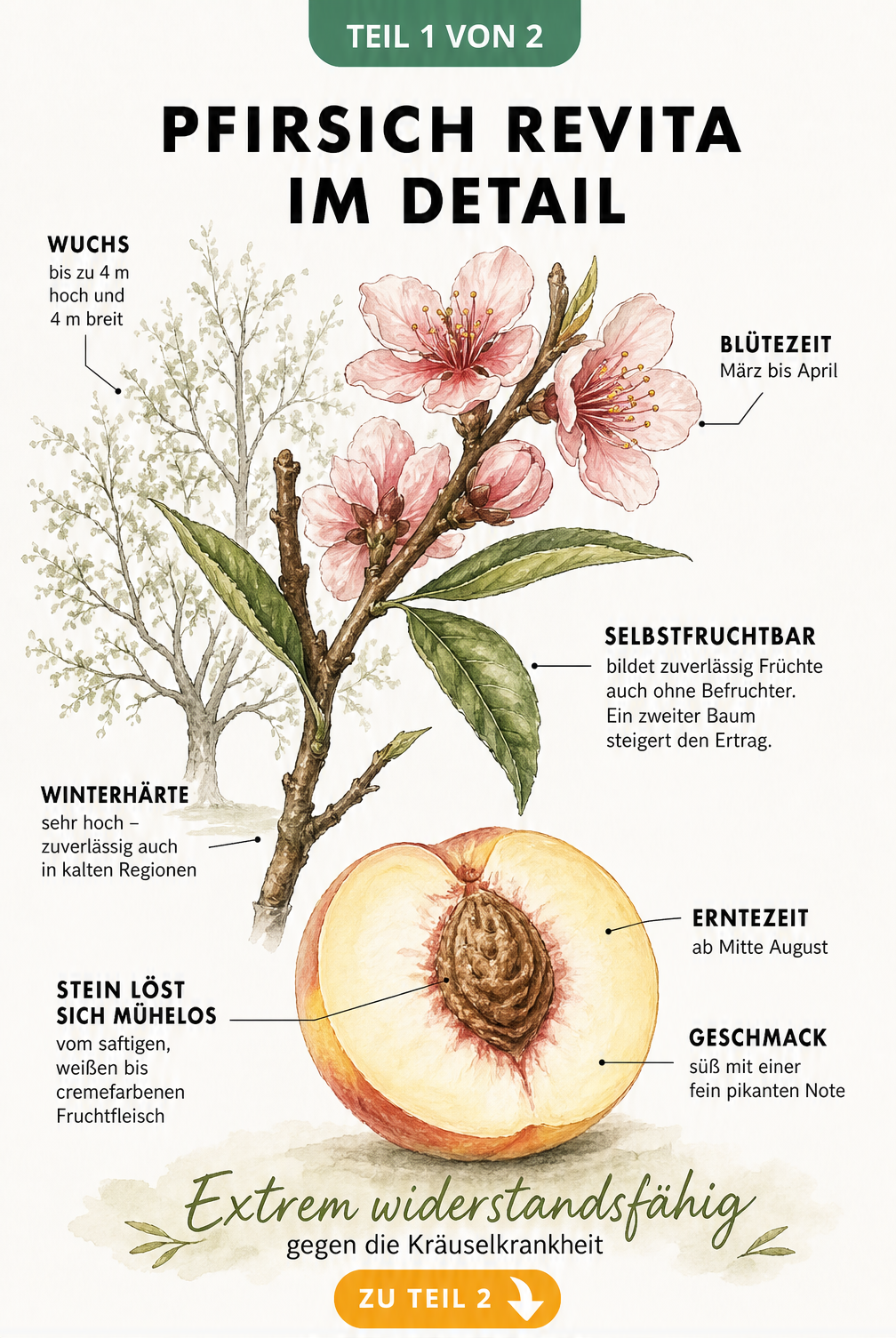 Botanische Illustration des Pfirsichs Revita mit rosa Blüten, Blättern und aufgeschnittener Frucht