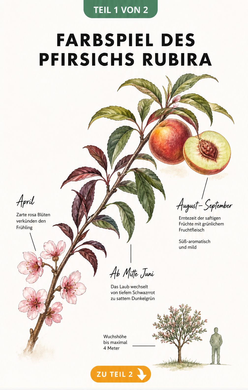 Botanische Illustration des Pfirsichs Rubira, die den Farbwechsel der Blätter von Schwarzrot zu Dunkelgrün und die reifen Früchte zeigt.