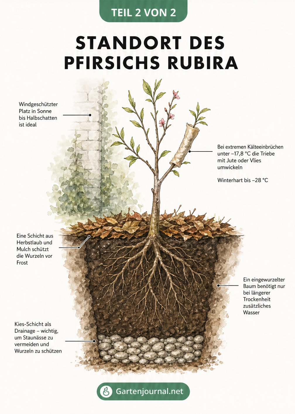 Querschnitt eines Gartenbeets mit einem Pfirsichbaum Rubira, der den idealen Standort, Winterschutz und die wichtige Drainageschicht zeigt.