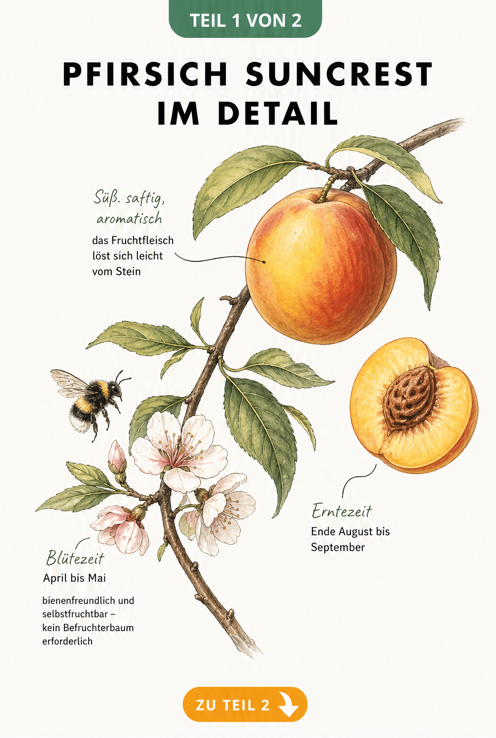 Botanische Zeichnung des Pfirsichbaums Suncrest mit Blüten, reifer Frucht und aufgeschnittenem Pfirsich