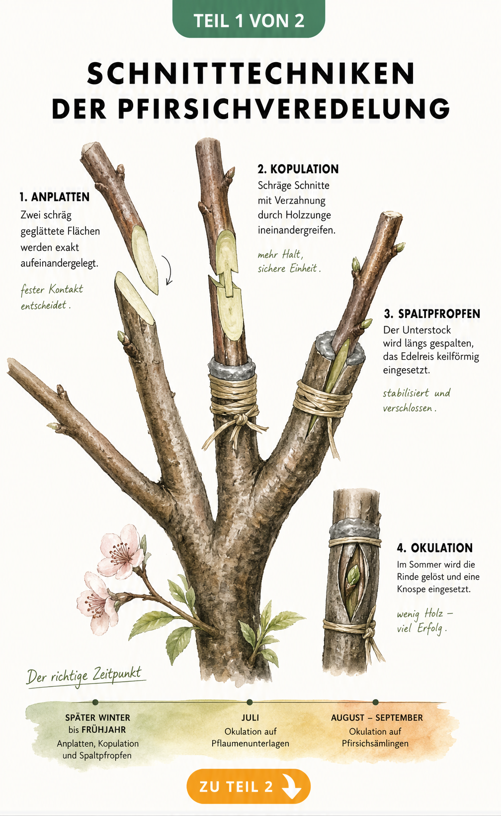Botanische Illustration der Schnitttechniken zur Pfirsichveredelung: Anplatten, Kopulation, Spaltpfropfen und Okulation