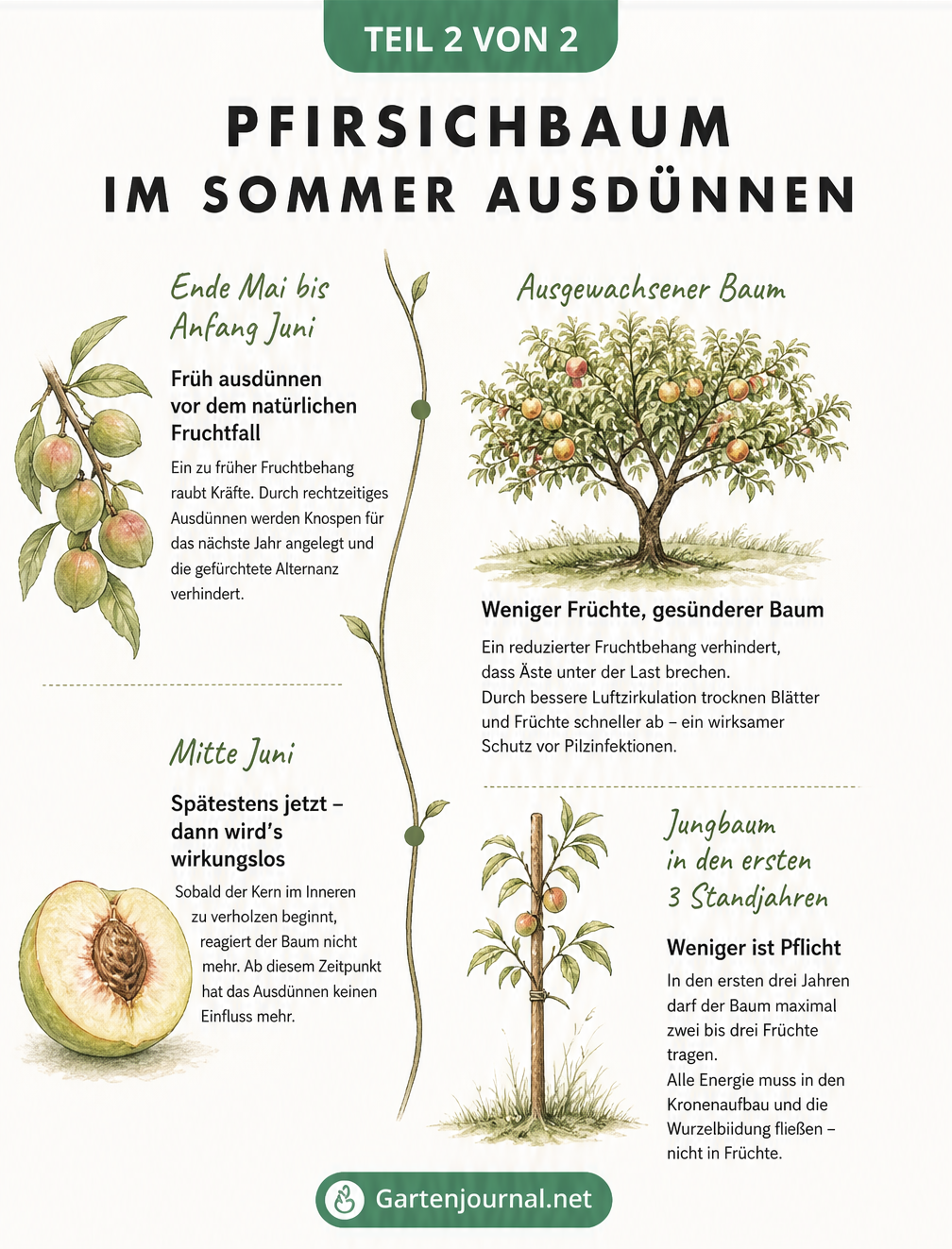 Zeitstrahl und Baumsilhouetten, die den idealen Zeitpunkt zum Ausdünnen von Pfirsichbäumen im Frühsommer und die positiven Effekte auf den Baum zeigen.