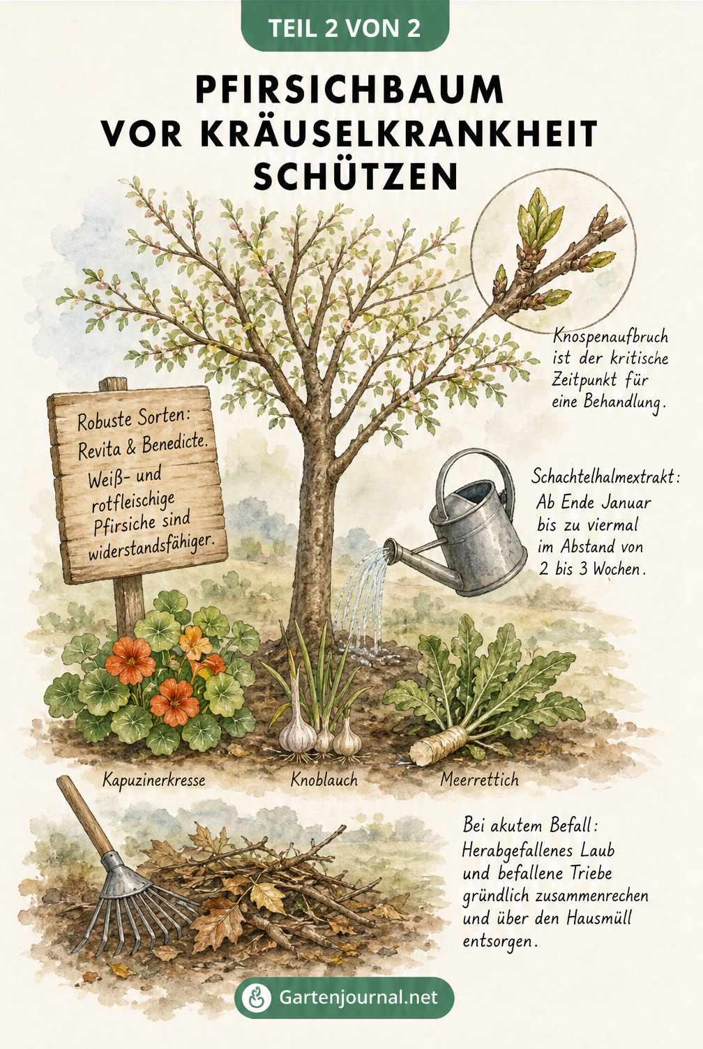 Illustration eines Pfirsichbaums mit schützender Unterpflanzung, Gießkanne mit Schachtelhalmextrakt und Hinweisen zur Sortenwahl und Laubentsorgung.