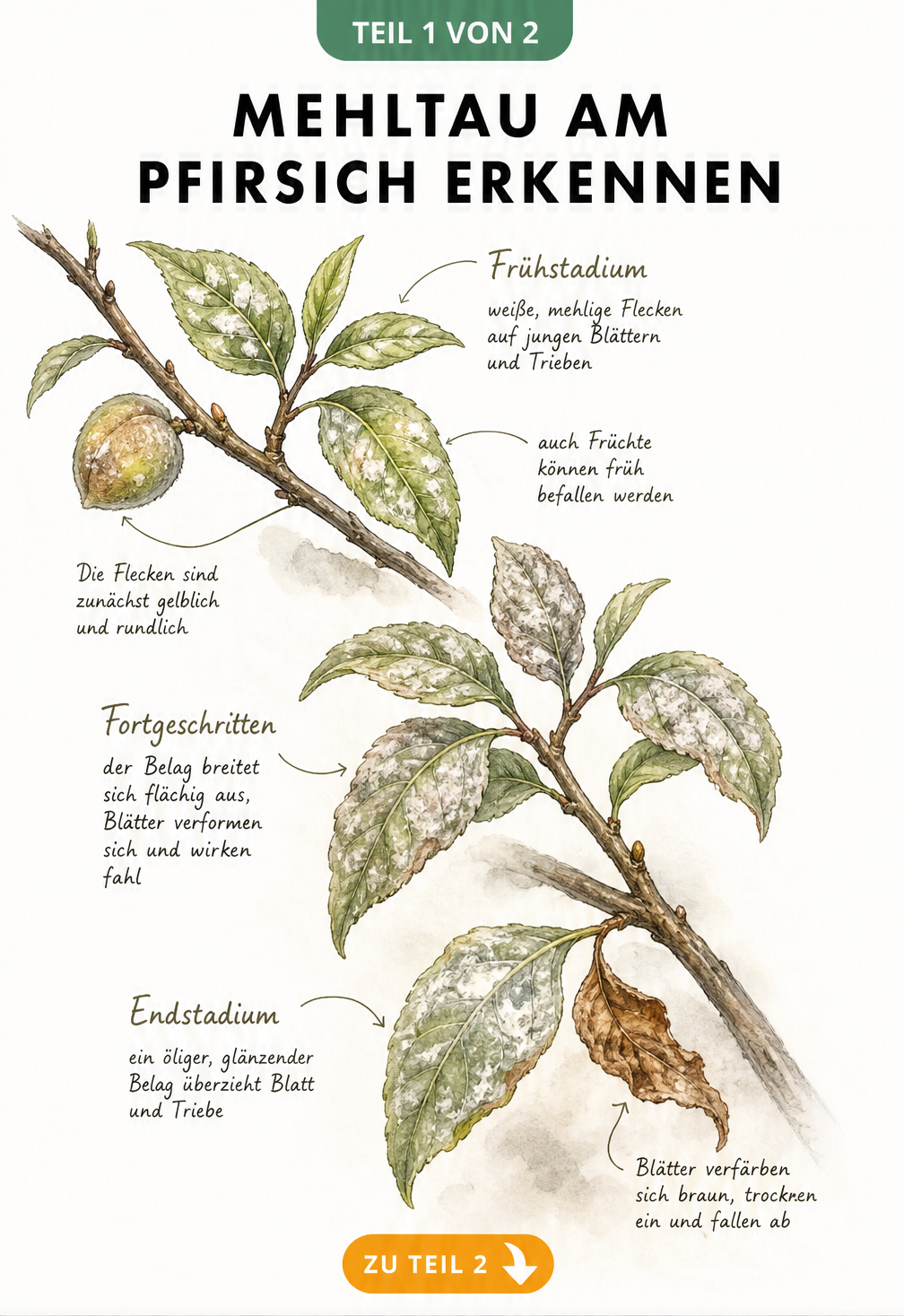 Botanische Illustration eines Pfirsichzweigs mit weißen und gelben Flecken als Symptome für Mehltau