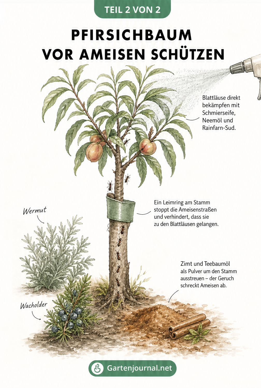 Illustration eines Pfirsichbaums mit natürlichen Abwehrmaßnahmen gegen Ameisen wie Leimring, Wermut, Zimt und Schmierseife.