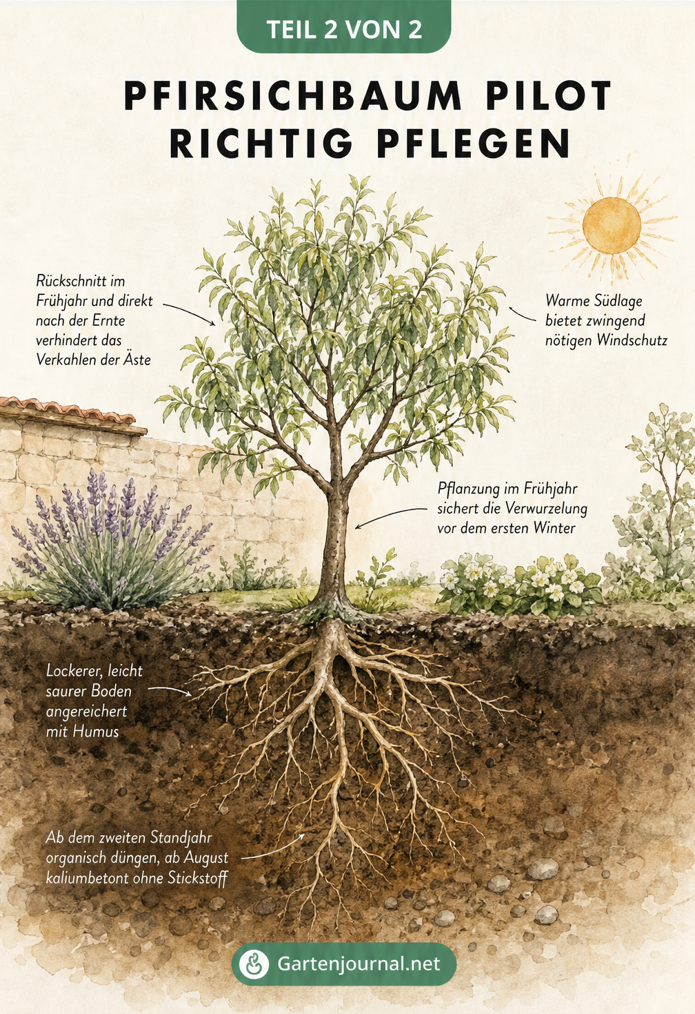 Querschnitt einer Gartenszene mit Pfirsichbaum, der Standort, Pflanzung, Boden und Rückschnitt erklärt