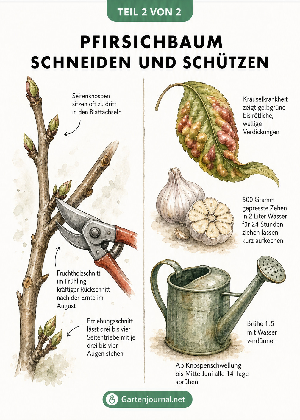 Illustration eines Pfirsichzweigs beim Schnitt und eines Blattes mit Kräuselkrankheit samt natürlichem Hausmittel