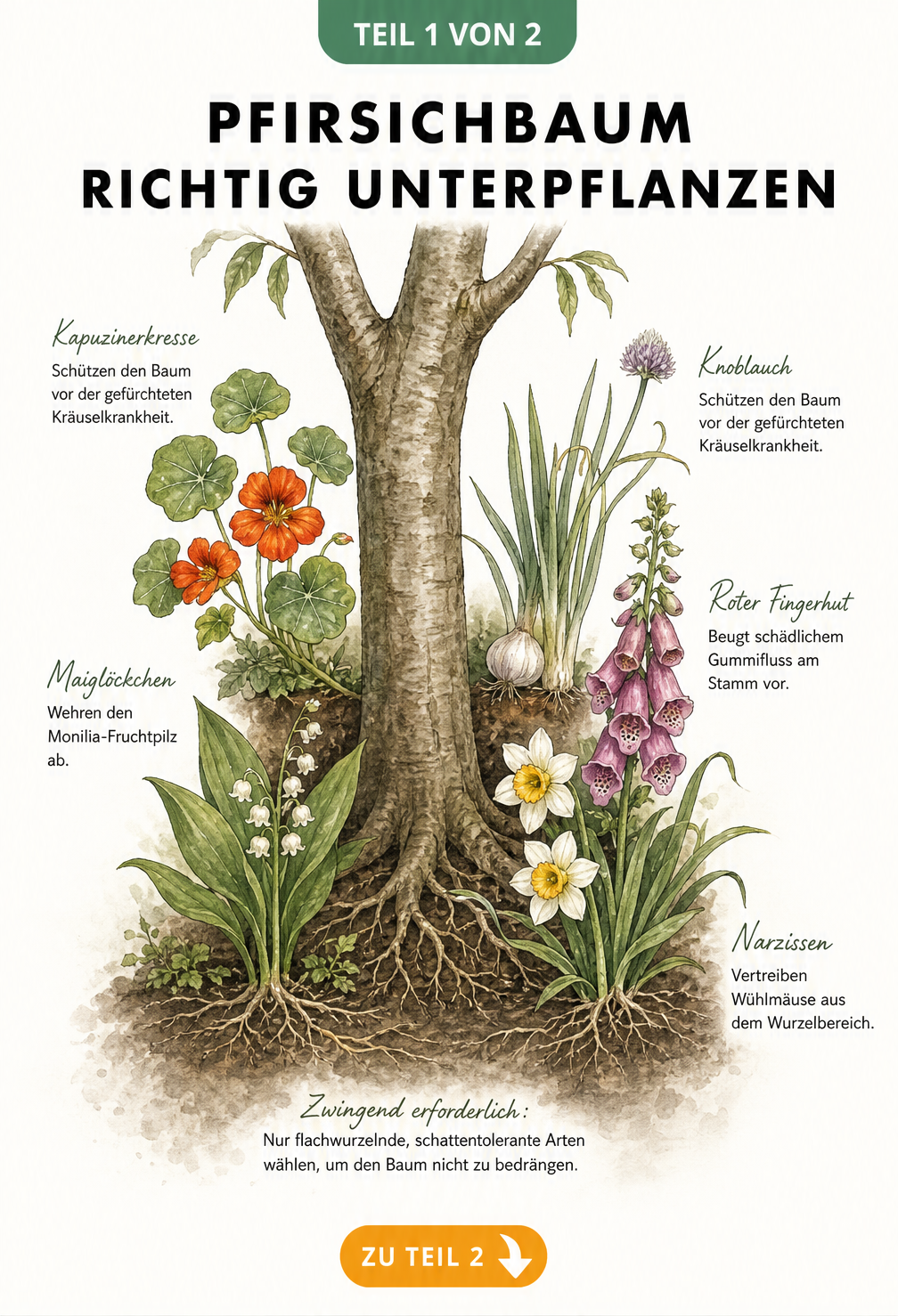 Botanische Illustration eines Pfirsichbaums mit Begleitpflanzen wie Kapuzinerkresse, Knoblauch und Maiglöckchen im Wurzelbereich