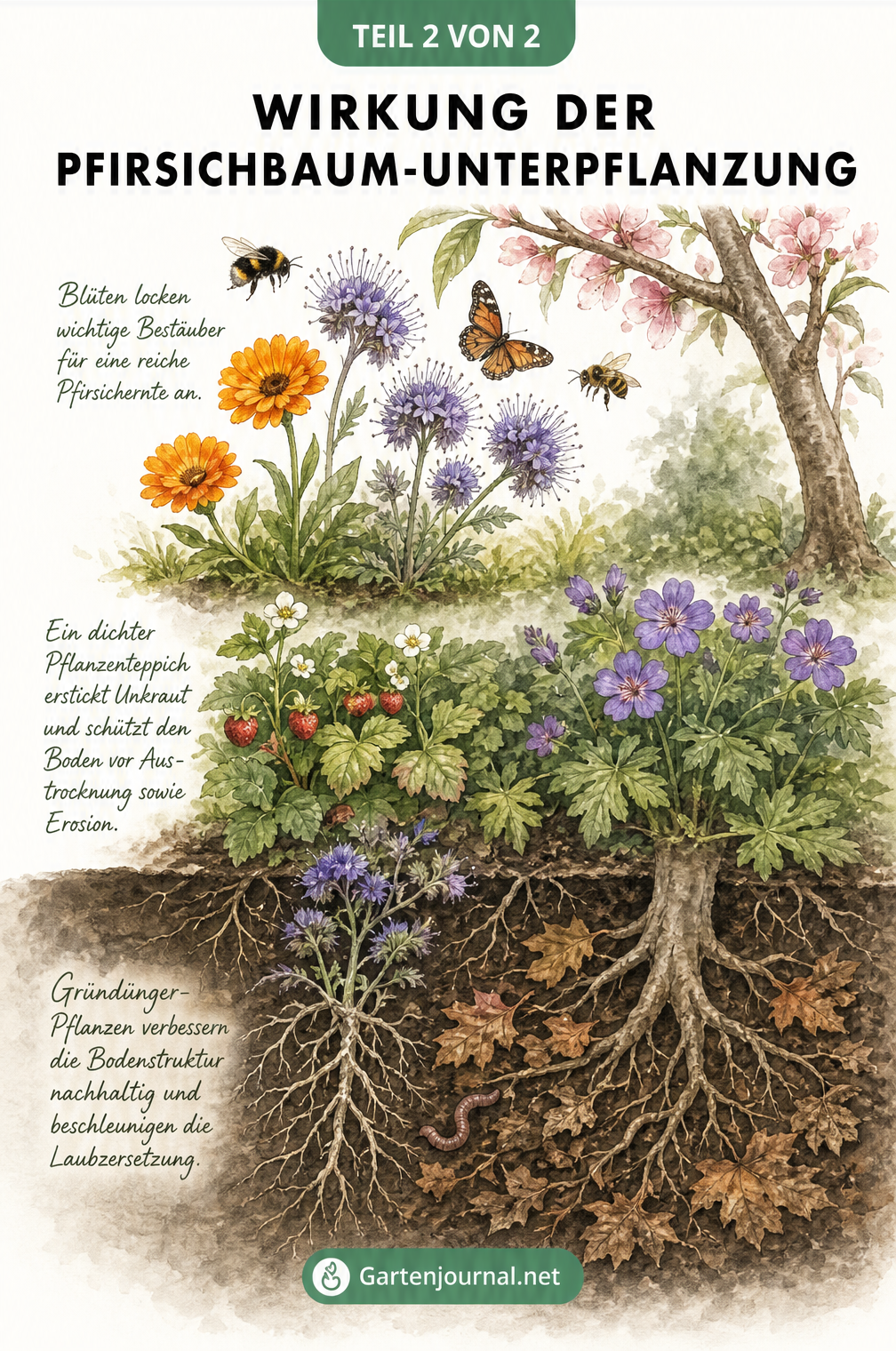 Querschnitt durch den Gartenboden mit Pfirsichbaum-Unterpflanzung, der Wurzelraum, Bodenoberfläche und Blütenebene zeigt