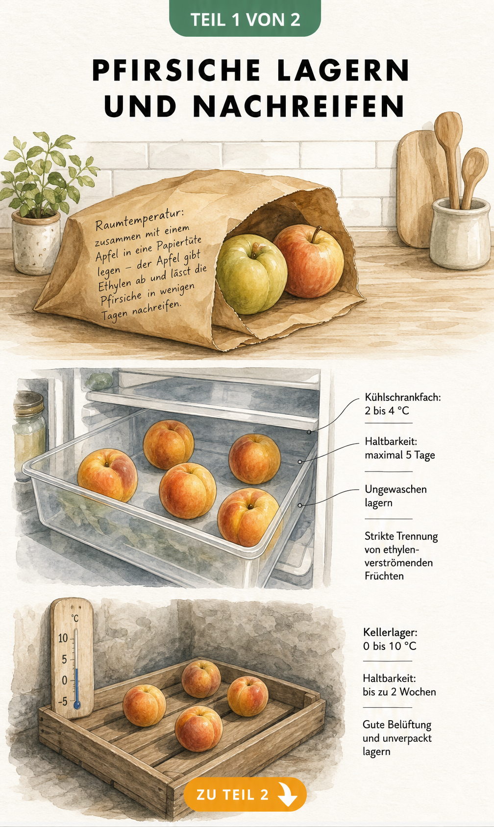 Illustration von Pfirsichen bei der Lagerung in Papiertüte, Kühlschrank und Keller