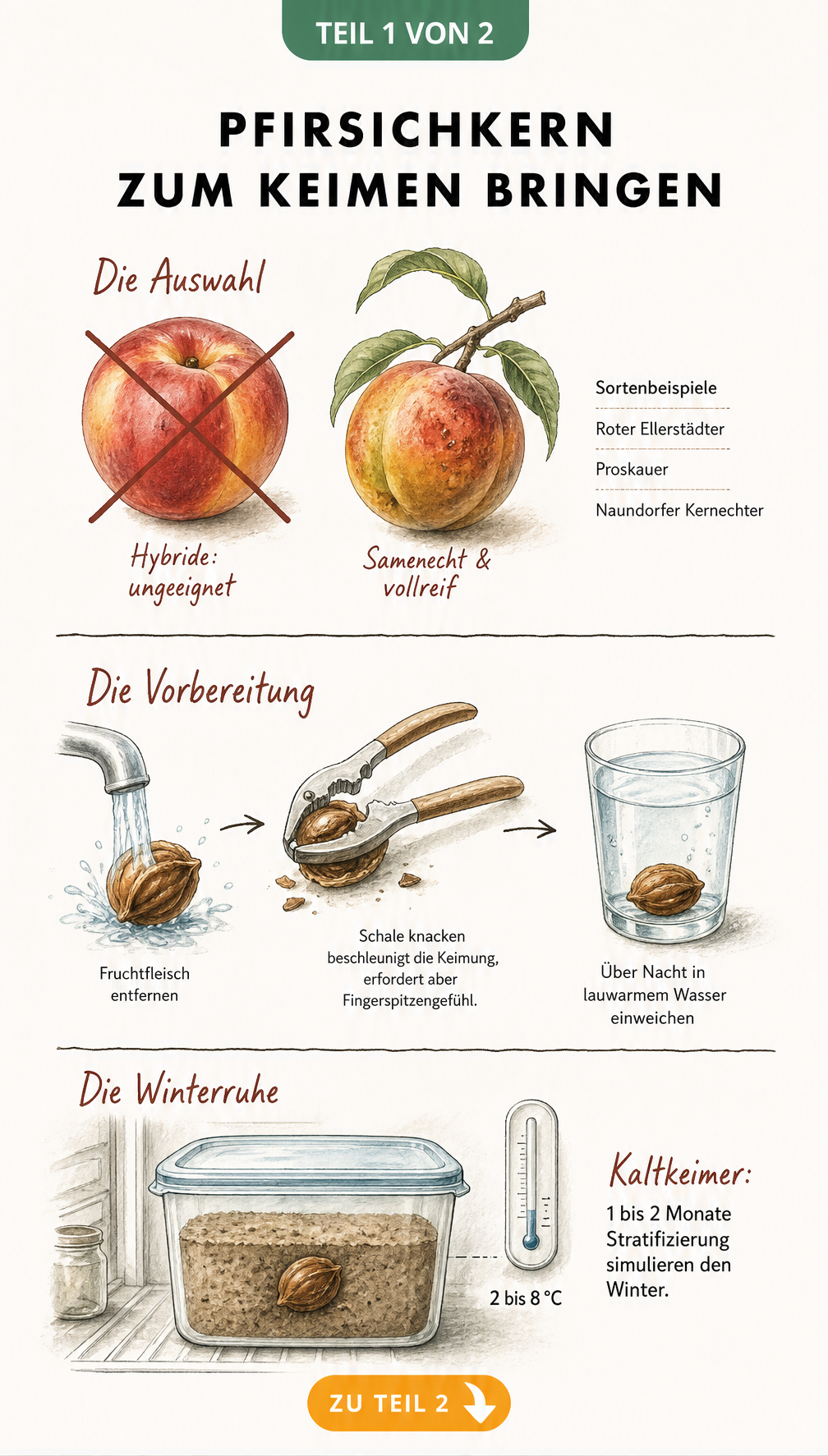 Illustration zur Auswahl und Vorbereitung von Pfirsichkernen für die Anzucht, inklusive Stratifizierung im Kühlschrank