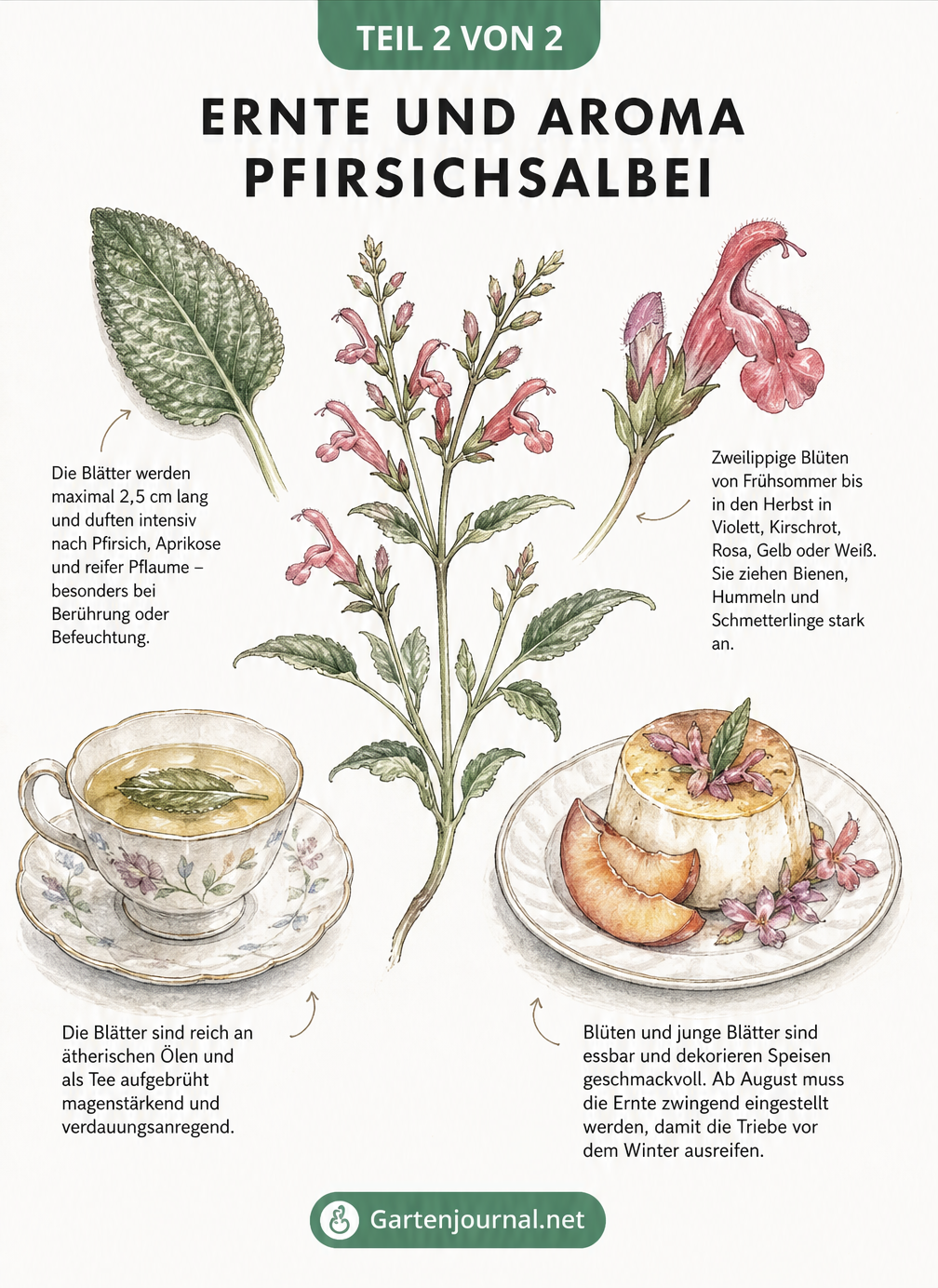 Aquarell-Illustration eines Pfirsichsalbei-Zweigs mit Details zu Blättern, Blüten und kulinarischer Verwendung als Tee