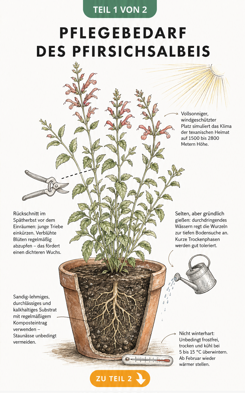Botanische Illustration eines Pfirsichsalbeis im Terrakotta-Kübel mit Hinweisen zu Standort, Schnitt, Gießen und Überwinterung