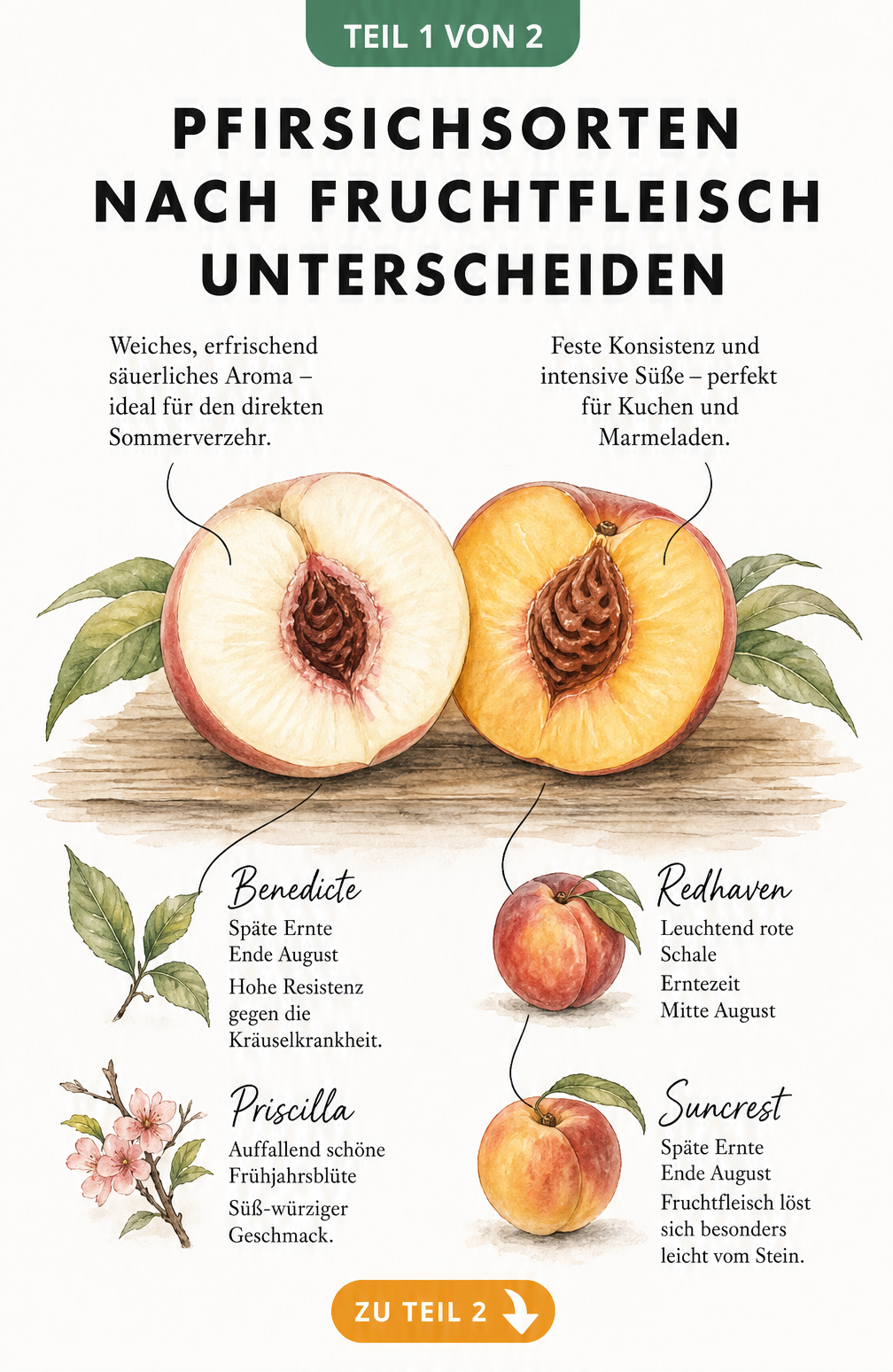 Illustration von weiß- und gelbfleischigen Pfirsichsorten mit ihren Eigenschaften