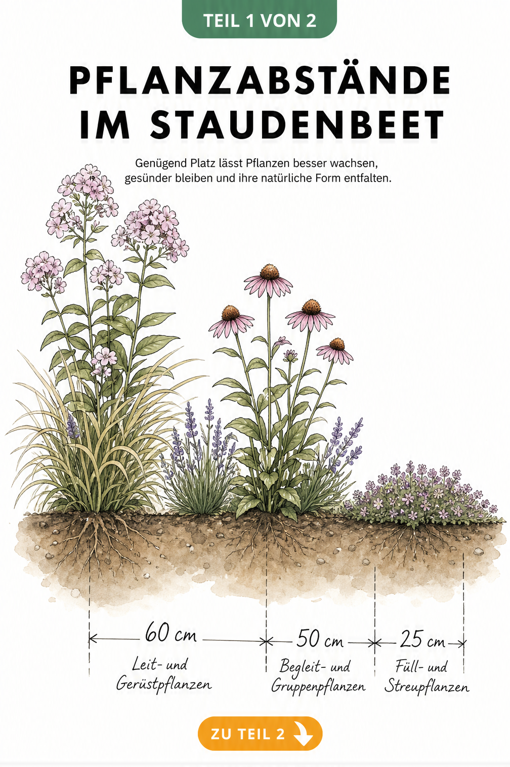 Botanische Illustration eines Staudenbeets im Querschnitt mit Maßlinien für Pflanzabstände von Leit-, Begleit- und Füllpflanzen