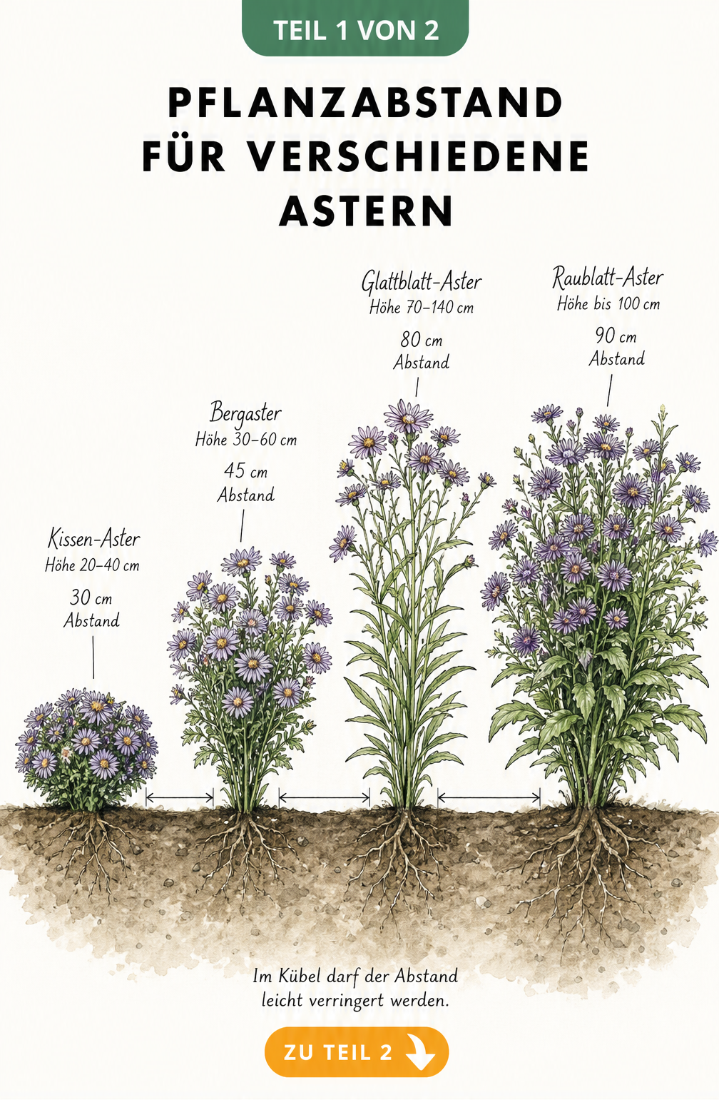 Botanische Illustration von vier Astern-Arten mit Maßlinien, die den jeweiligen Pflanzabstand von 30 bis 90 cm zeigen.