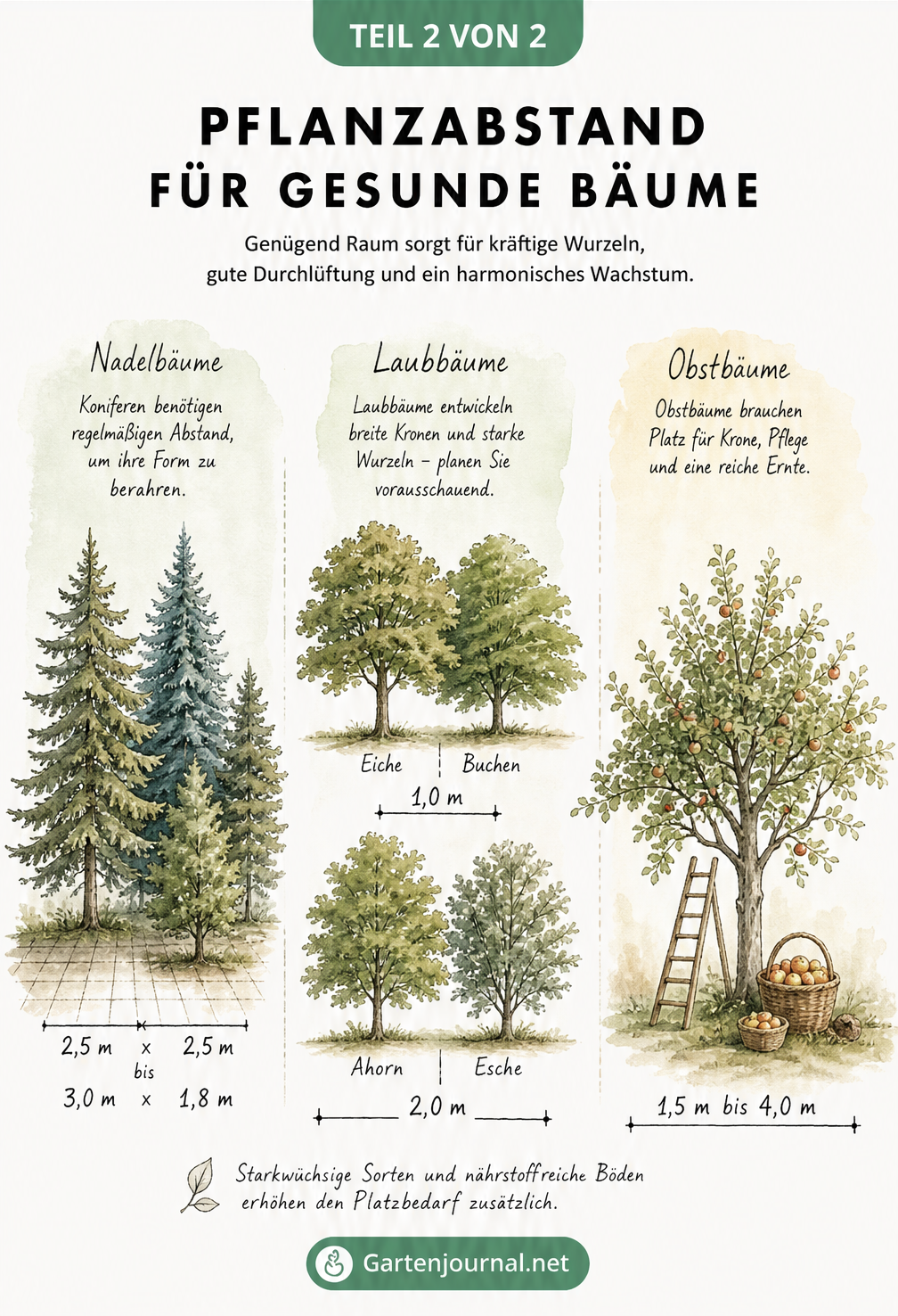 Botanische Lehrtafel mit Nadelbäumen, Laubbäumen und einem Obstbaum, die den idealen Pflanzabstand im Garten visualisiert.