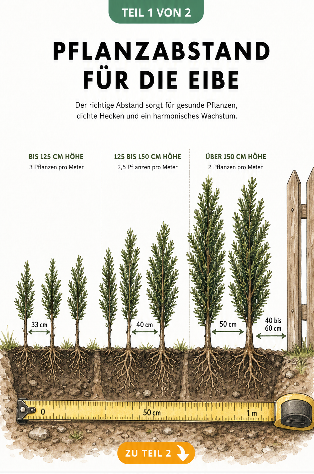 Illustration eines Pflanzgrabens mit Maßband, das den Pflanzabstand für kleine, mittlere und große Eiben zeigt