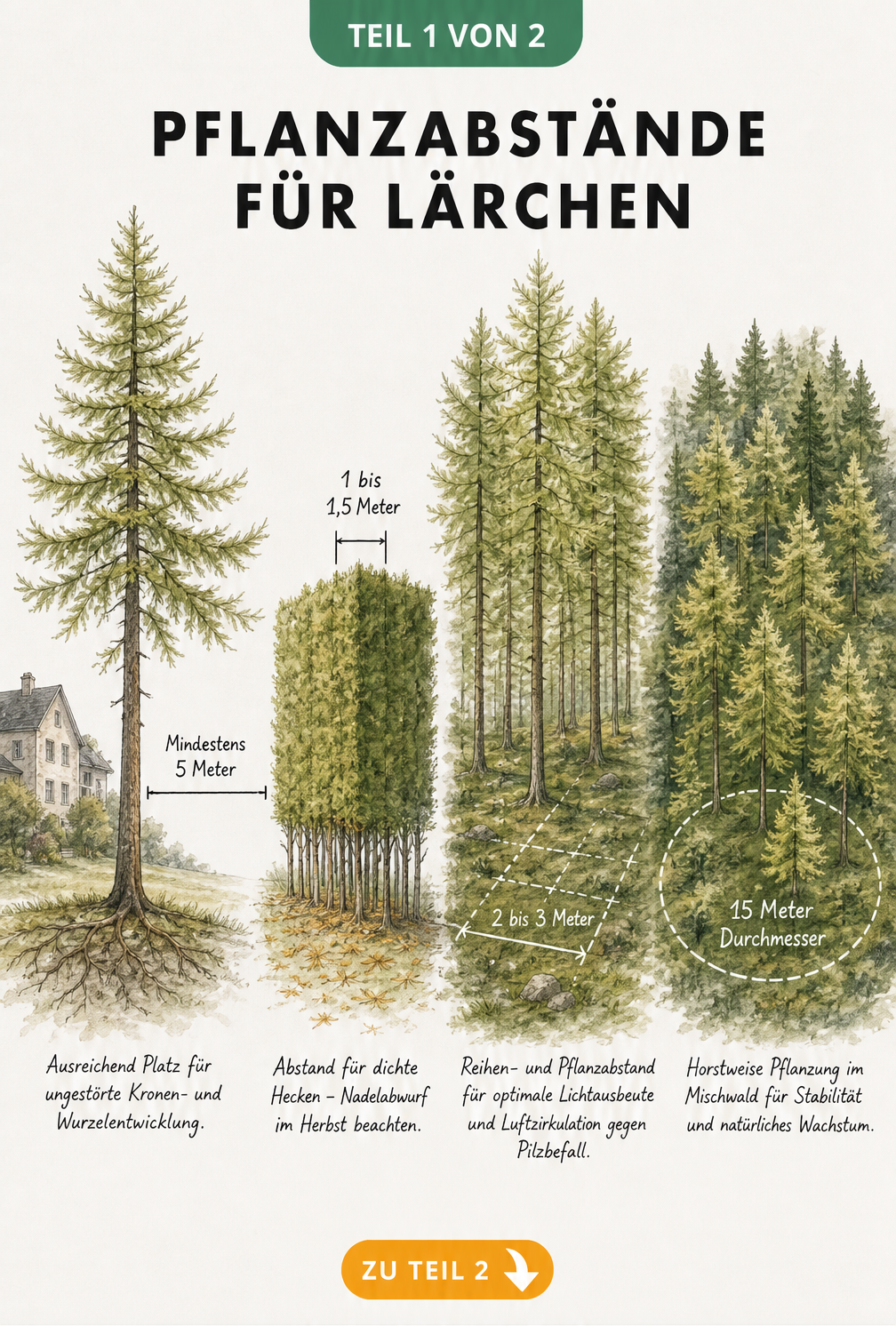 Skizze verschiedener Pflanzabstände für Lärchen als Einzelbaum, Hecke, Waldverbund und Mischwald