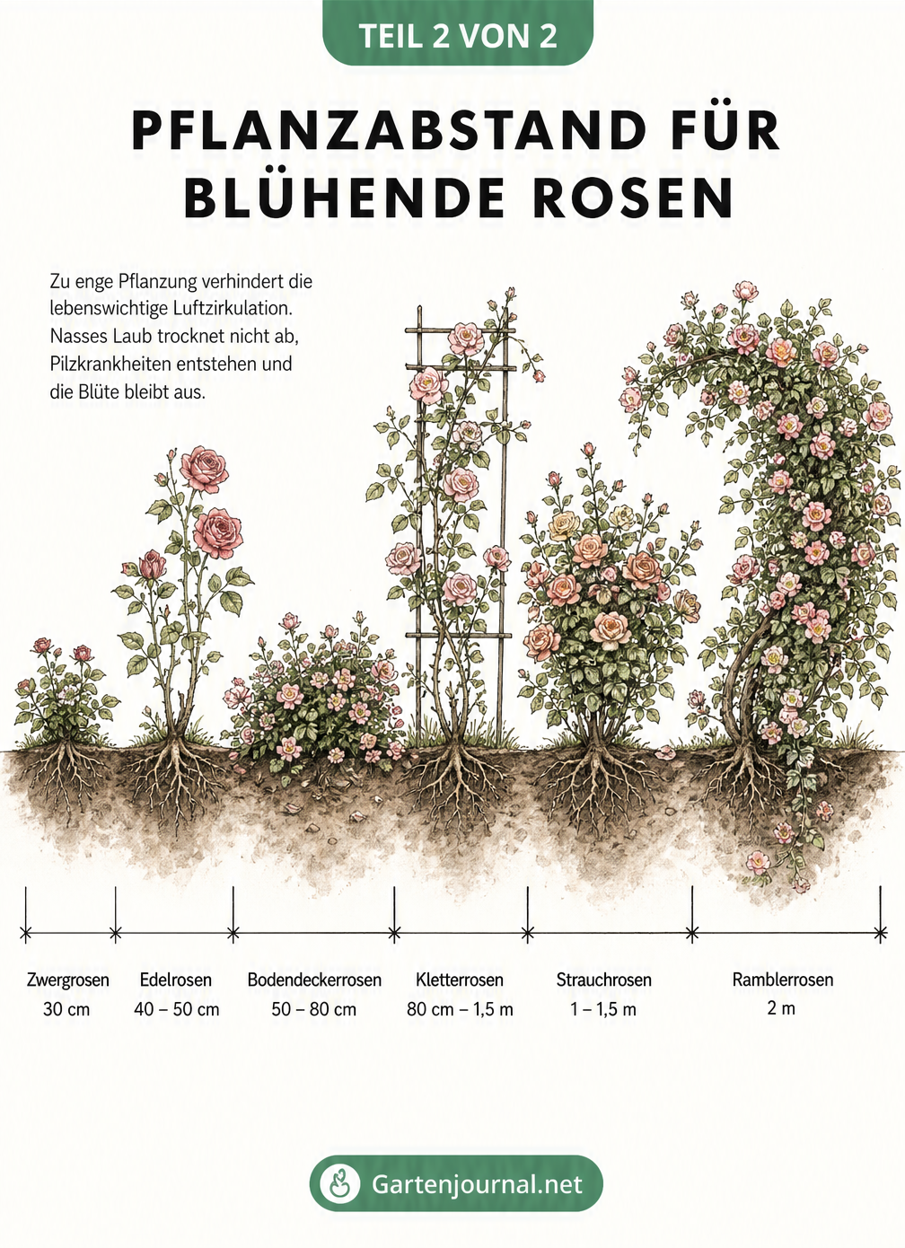 Illustration verschiedener Rosensorten mit den idealen Pflanzabständen von Zwergrosen bis Ramblerrosen