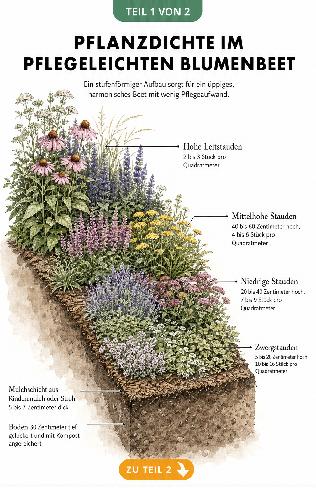 Querschnitt eines stufenförmigen Blumenbeets mit Pflanzdichten für hohe, mittelhohe, niedrige und Zwergstauden sowie Mulch- und Bodenschicht