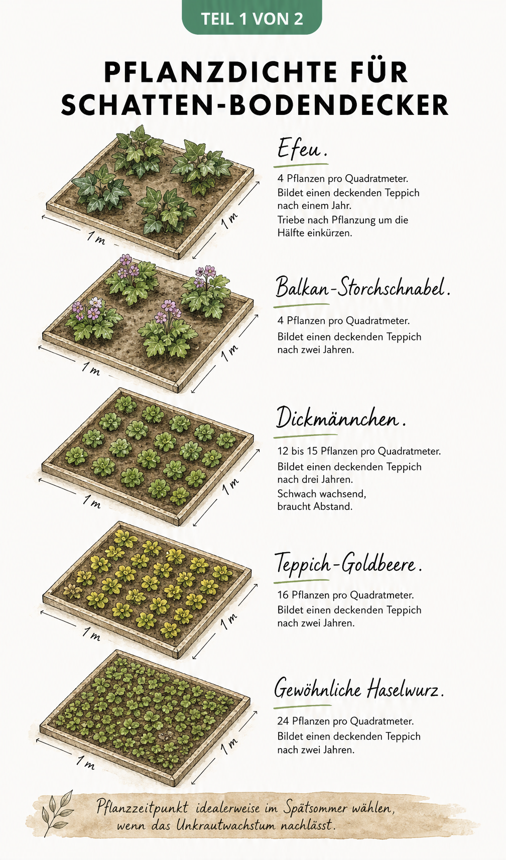 Isometrische Aufsicht auf fünf Gartenbeete mit Pflanzdichte und Setzlingen für Schatten-Bodendecker wie Efeu und Balkan-Storchschnabel