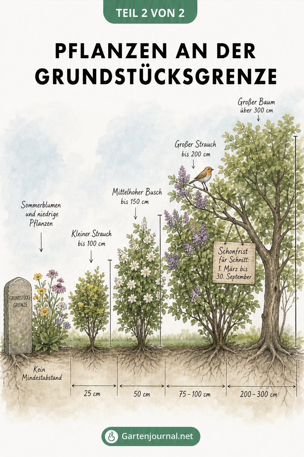 Botanische Zeichnung mit Maßangaben für den Abstand von Blumen, Sträuchern und Bäumen zur Grundstücksgrenze je nach Wuchshöhe