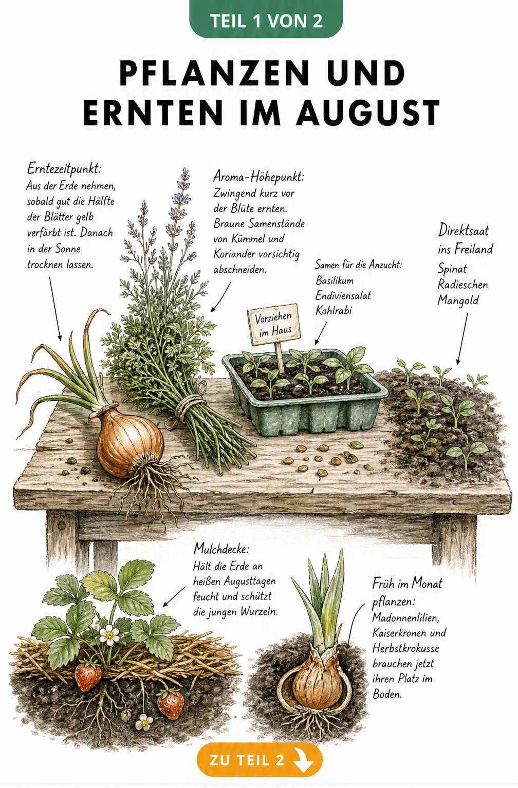 Illustration eines Pflanztisches mit Zwiebeln, Kräutern, Anzuchtschale und Erdbeerbeet im Querschnitt