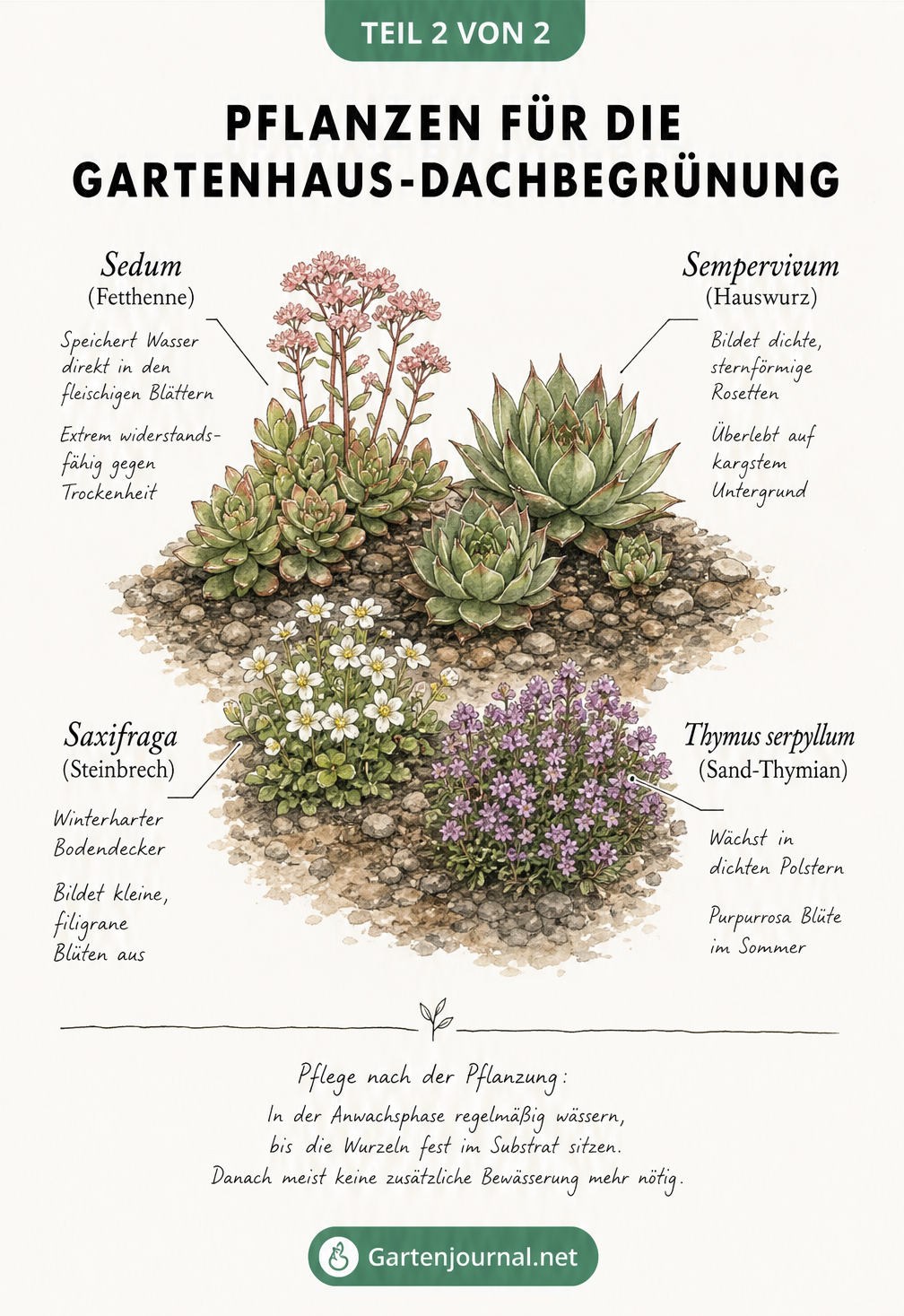 Botanische Illustration von vier trockenheitsresistenten Pflanzen für die Dachbegrünung: Fetthenne, Hauswurz, Steinbrech und Sand-Thymian
