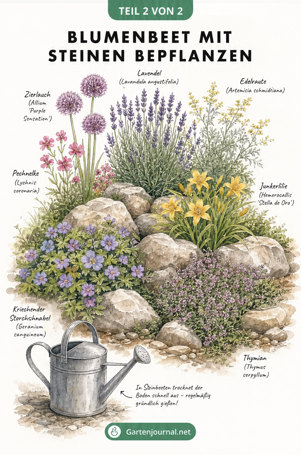 Aquarell-Illustration eines bepflanzten Steinbeets mit Lavendel, Edelrauten, Pechnelken, Zierlauch, Junkerlilien und Bodendeckern zwischen Natursteinen.