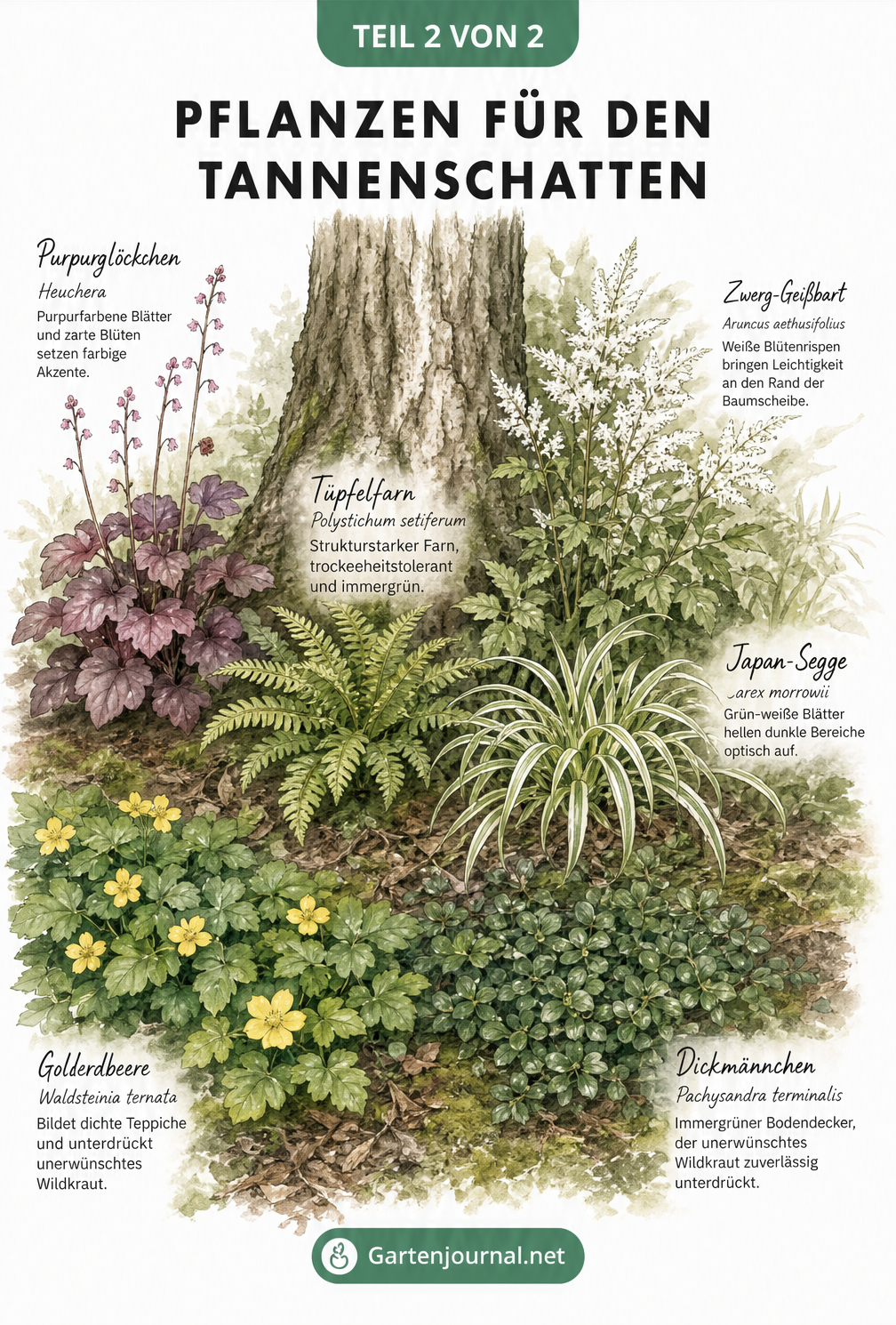 Illustration einer Waldgartenszene unter einer Tanne mit Golderdbeere, Dickmännchen, Tüpfelfarn, Japan-Segge, Purpurglöckchen und Zwerg-Geißbart.