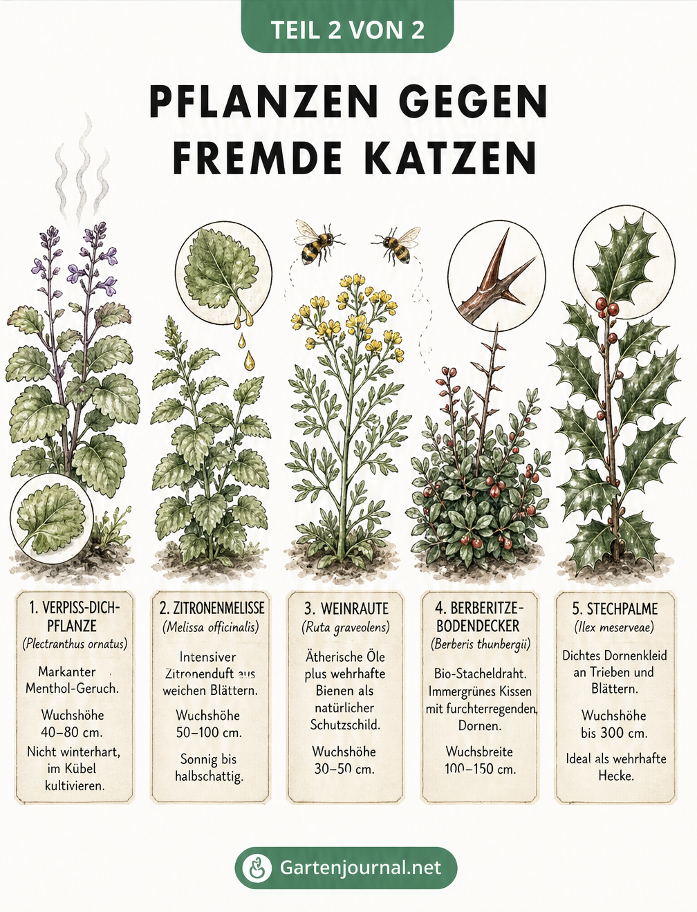 Botanische Zeichnung von fünf Pflanzen gegen Katzen: Verpiss-dich-Pflanze, Zitronenmelisse, Weinraute, Berberitze und Stechpalme