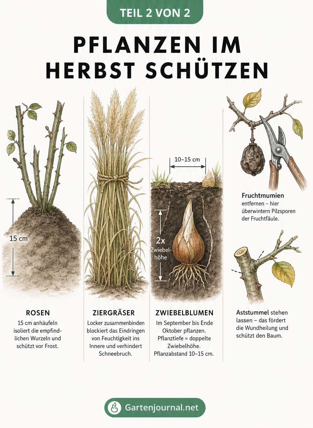 Botanische Übersichtstafel mit vier Pflanzenarten und deren Wintervorbereitung